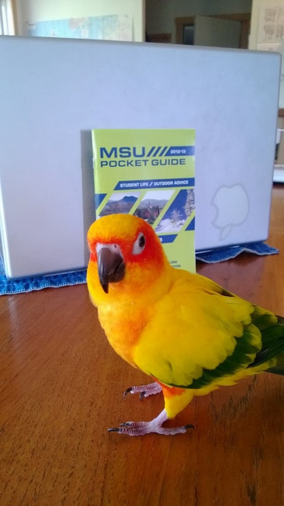 30177-guide_parrot