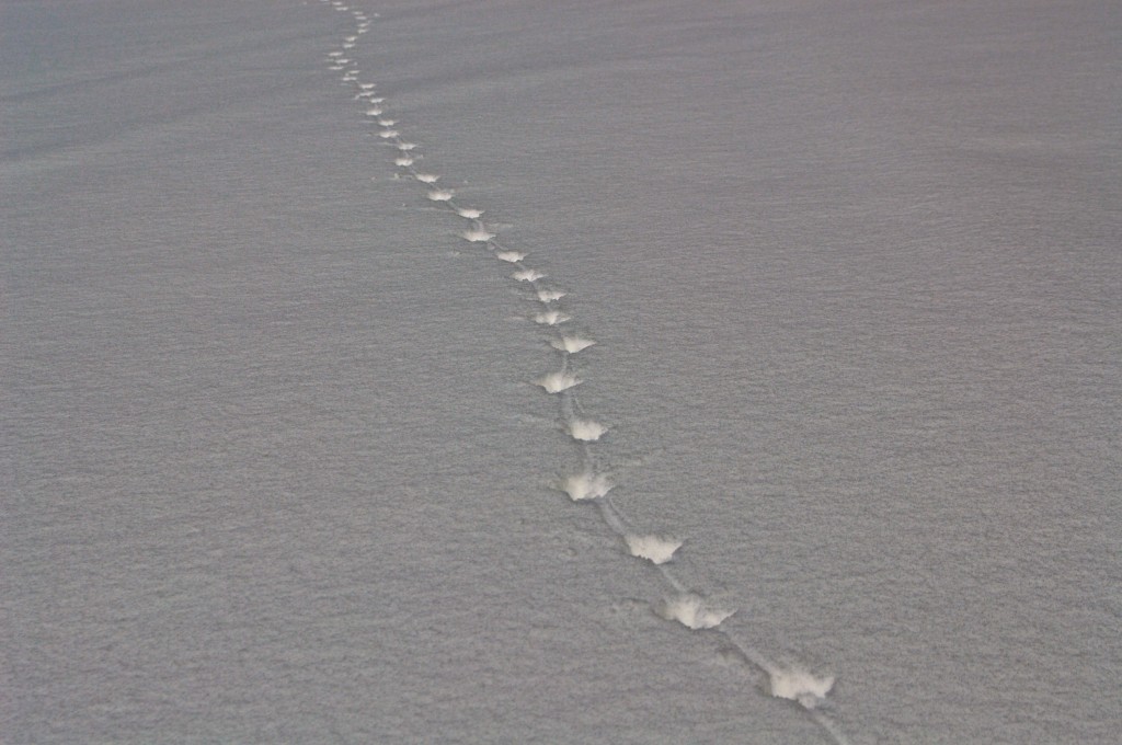 Small animal tracks through the snow. 