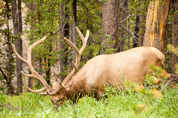 A bull elk in velvet