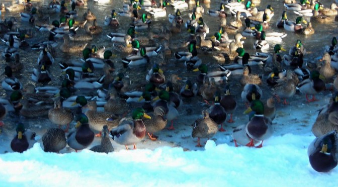 MSU Duck Pond