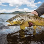 Big Hole River brown trout.