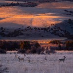 WhitetailDeer-Sunset-FischerGenau-4_LR