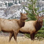adults-elk-2139276-deposit_lr