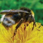 bee-pollen-edstock_lr