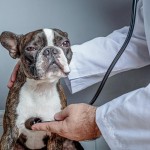 dogatvet-edstock_lr